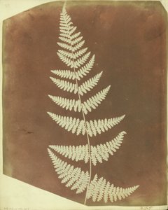 (Buckler Fern)